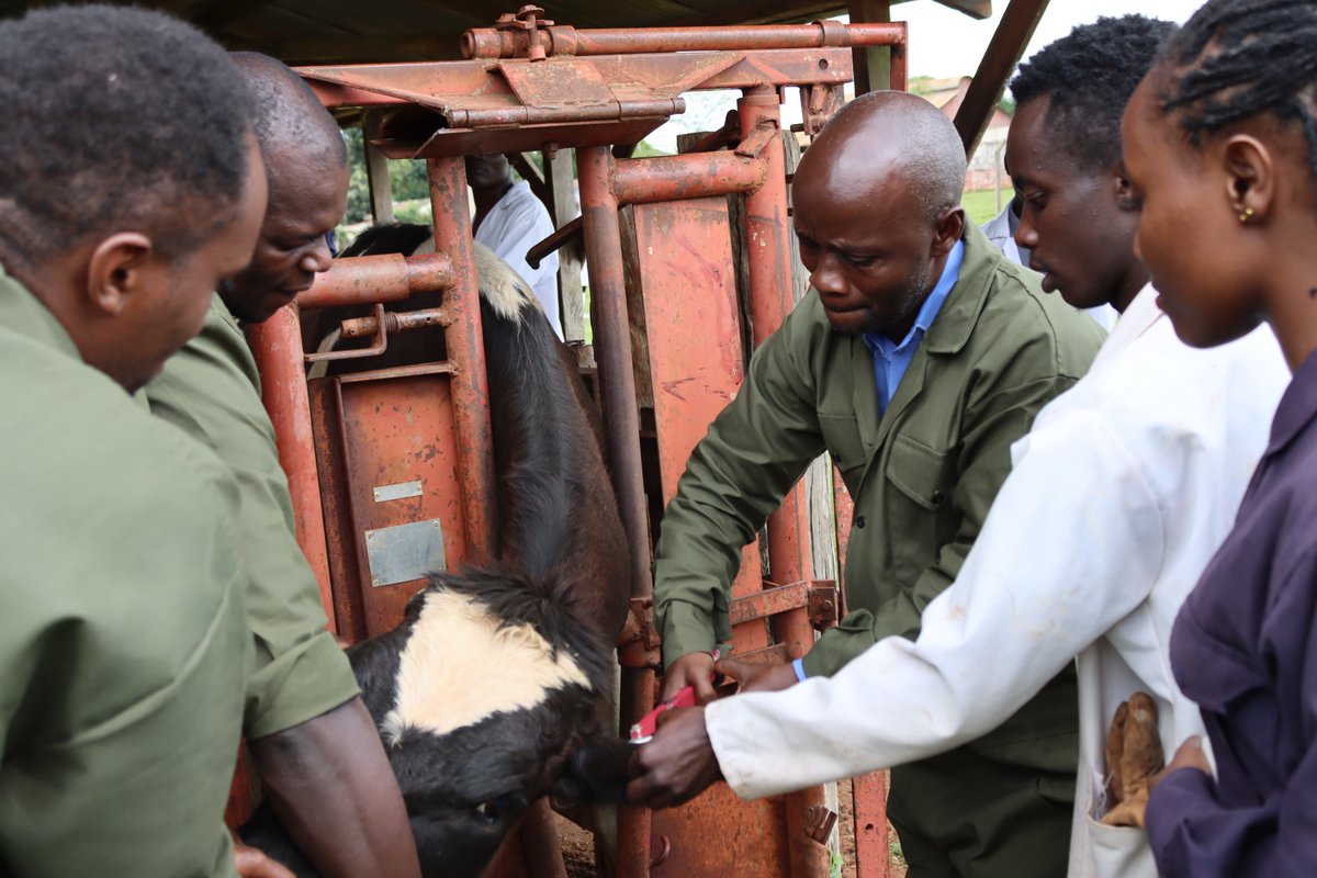 Dir_vetservices's tweet image. Today, the Directorate of Veterinary Services Launched the Animal Identification and Traceability System (ANITRAC) at Kabete Efficacy Trial Center. The pilot program will be conducted in 6 Government farms before roll out to the Public.