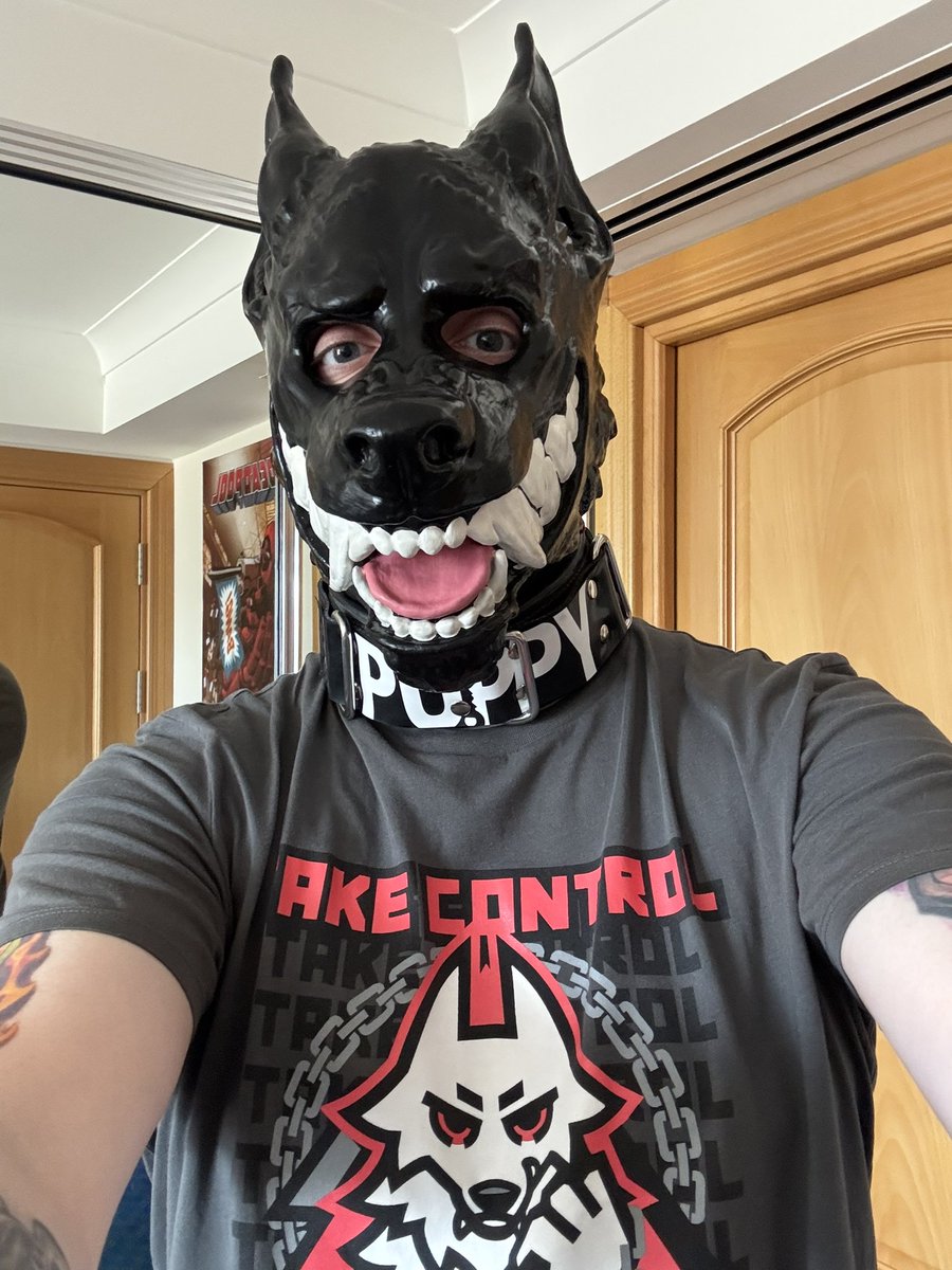 GreyestOfEmAll's tweet image. New accessory for the hound 🎉
#Cuffed #SnapJaw