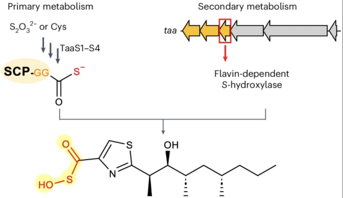 EnzymeChemistry's tweet image. Discovery of acylsulfenic acid-featuring natural product sulfenicin & characterization of its #biosynthesis by Xue, Zou, Qiu, Lv, Madden, Xu, Lian, Pulliam, @ethan_older, Hou, Campbell, @Tristan_enzymes, Awakawa, Yuan, @BradMoore_SIO in @Scripps_Ocean, Li nature.com/articles/s4155…