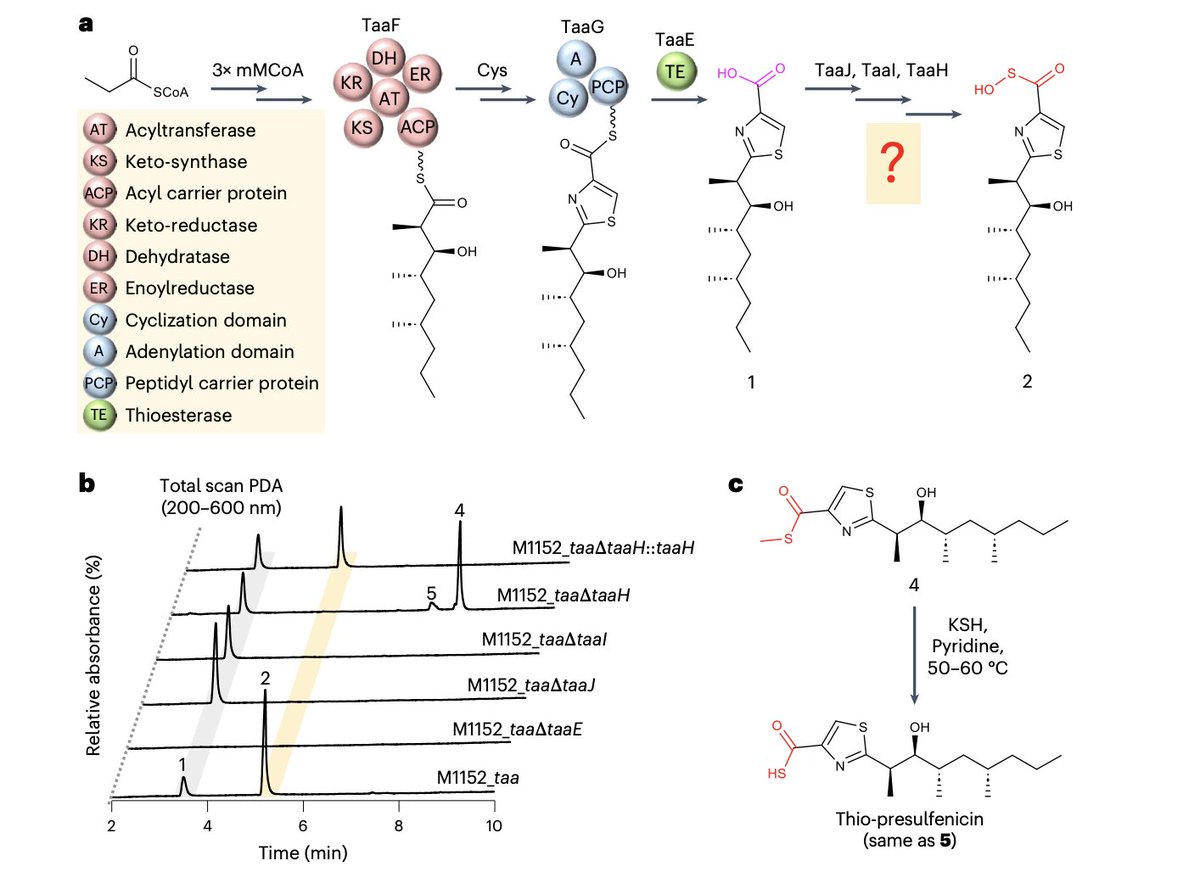 EnzymeChemistry's tweet image. Discovery of acylsulfenic acid-featuring natural product sulfenicin & characterization of its #biosynthesis by Xue, Zou, Qiu, Lv, Madden, Xu, Lian, Pulliam, @ethan_older, Hou, Campbell, @Tristan_enzymes, Awakawa, Yuan, @BradMoore_SIO in @Scripps_Ocean, Li nature.com/articles/s4155…
