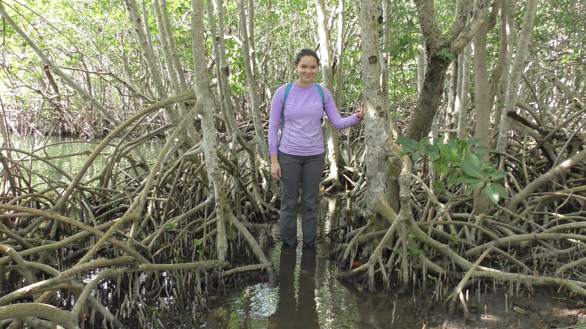 UF IFAS Tropical Research and Education Center (@uftropical) on Twitter photo Since she joined <a href="/UFTropical/">UF IFAS Tropical Research and Education Center</a>, Bella has been an influential in student life & the Smyth Lab. Her work on urban #mangroves is changing how urban planners, county managers, and fellow scientists view coastal ecosystems. Learn more: soils.ifas.ufl.edu/about/publicat….
#WaterWednesday Since she joined <a href="/UFTropical/">UF IFAS Tropical Research and Education Center</a>, Bella has been an influential in student life & the Smyth Lab. Her work on urban #mangroves is changing how urban planners, county managers, and fellow scientists view coastal ecosystems. Learn more: soils.ifas.ufl.edu/about/publicat….
#WaterWednesday