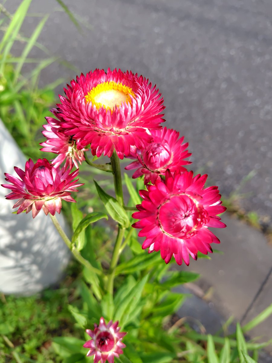 ina1700's tweet photo. 今晩はお疲れ様です

久し振りの投稿になります

昨日の夕方にウォーキング👣👣して

途中で見かけた綺麗で可愛い花です

これから月日と共に色々な花が咲いて来るのが楽しみです

暑くなってきたのでウォーキングでも良い汗かけます

熱中症等に気を付けてお過ごし下さい😊 https://t.co/1mkZueCSyJ