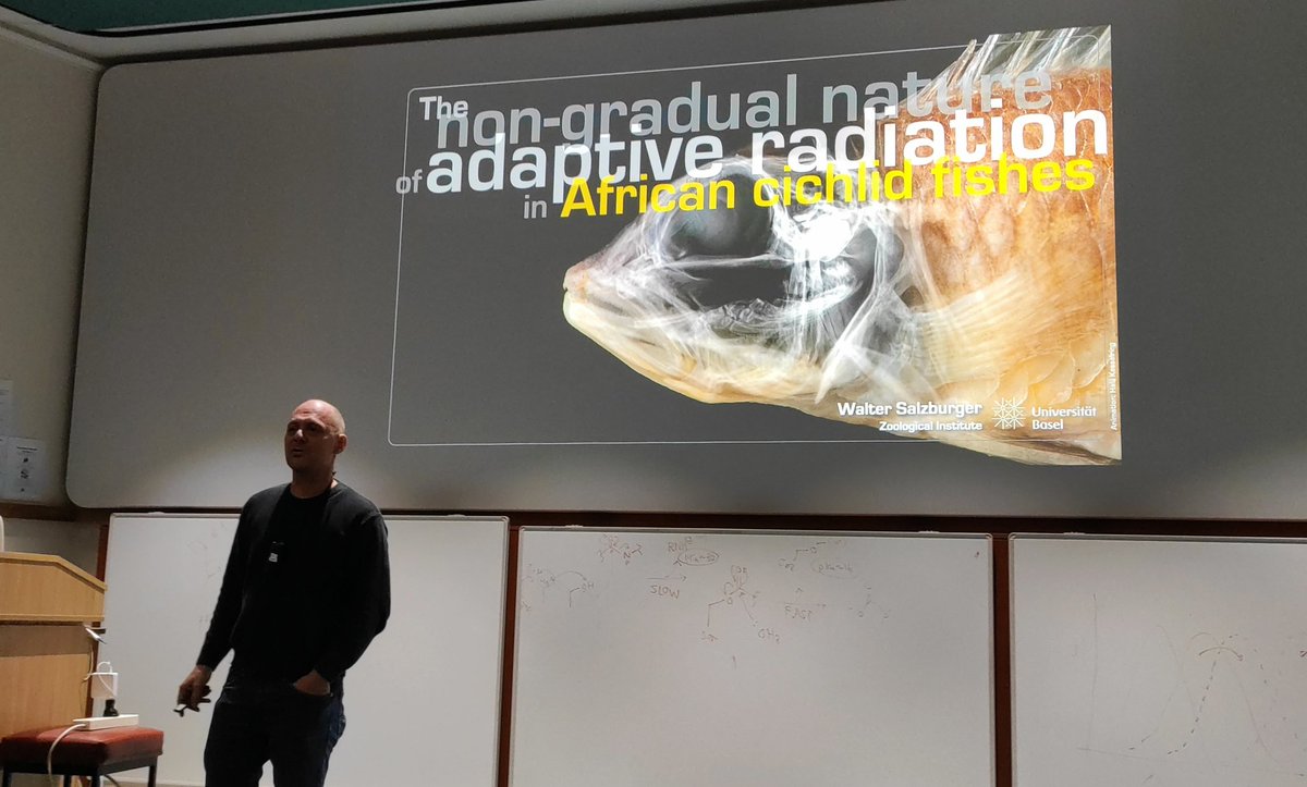 ericmiskalab's tweet image. Amazing talk of @WSalzburger today at @CamBiochem about African Cichild fish evolution. Thank you for coming!!
#fish #evolution #behaviour