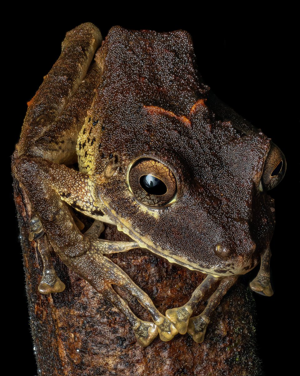 davidha60766557's tweet photo. Pristimantis chocoensis isn’t the flashiest frog at first glance, but with 30 stacked shots and some careful lighting.

Shot on the OM-1 Mark II with the 12–45mm f/4, lit using a Godox V860III and my trusty CygnusTechDiffuser https://t.co/FiTZoHBj1u