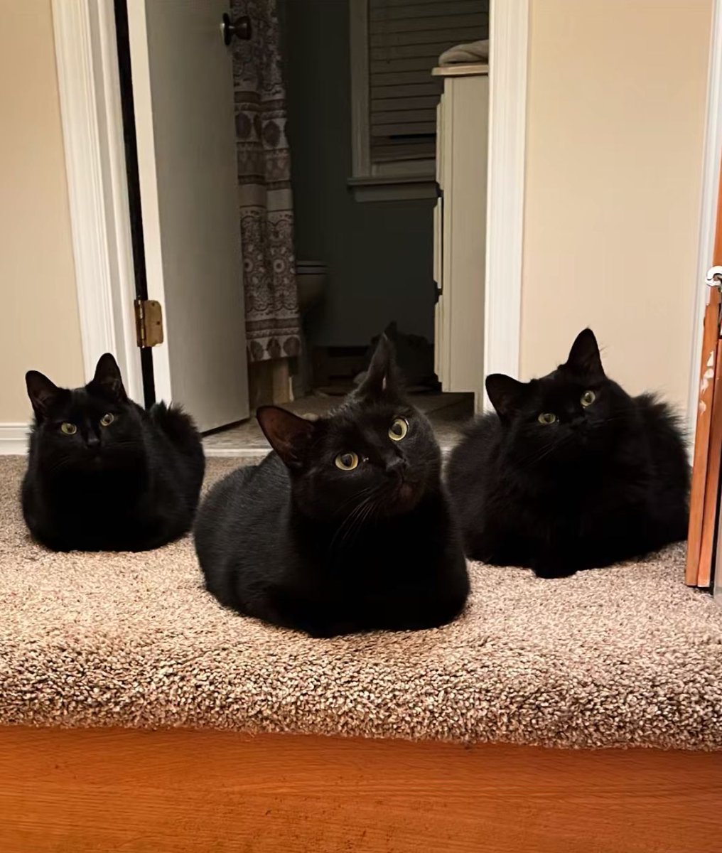 Black cats are not bad luck (@visualscat) on Twitter photo 