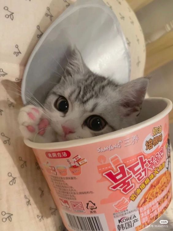 catsareblessing's tweet image. 🍜😸