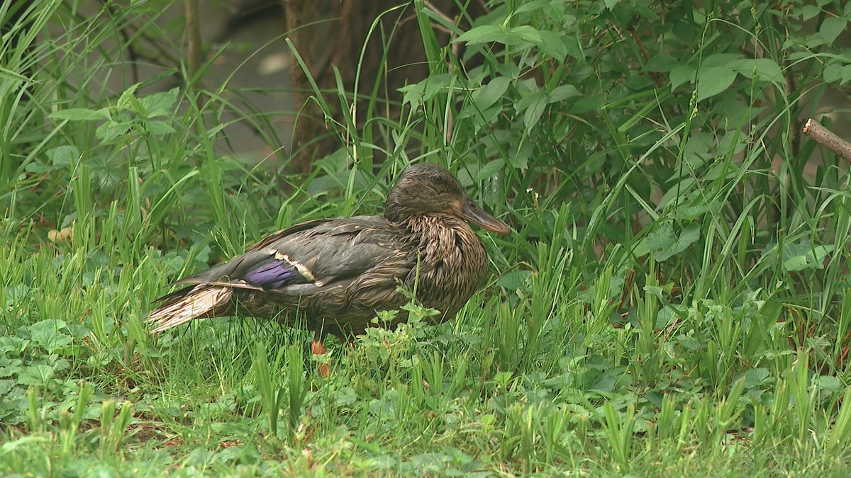 Poor little ducks covered in oil by the creek that was contaminated by kerosene fuel in Whitehall last night after a fuel tanker leaked. 10tv.com/article/news/l…