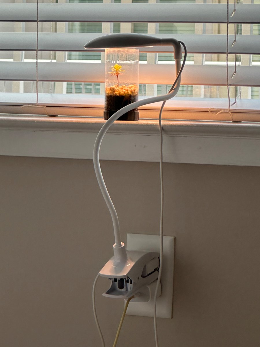xpdrstby's tweet photo. The further adventures of my @jonsteentrees sequoia. I have successfully taken him on his first flight. I'm proud to say I have learned to water correctly and have not had to use the guarantee 🤞 https://t.co/jzB7f0tOIG