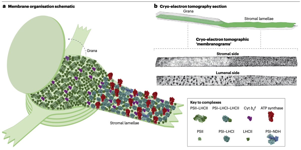 Matt Johnson (@johnson_mattp) on Twitter photo Pleased to share my very general review of Photosynthesis now published in <a href="/NatRevMCB/">Nature Reviews Molecular Cell Biology</a> 🌞🌱
rdcu.be/em1lz Hopefully a useful primer for Postgrad and undergrad students Pleased to share my very general review of Photosynthesis now published in <a href="/NatRevMCB/">Nature Reviews Molecular Cell Biology</a> 🌞🌱
rdcu.be/em1lz Hopefully a useful primer for Postgrad and undergrad students