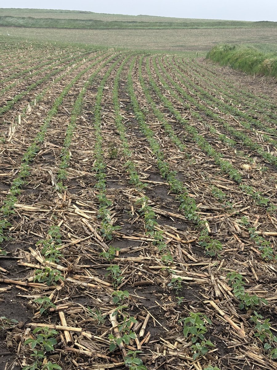 April 11th corn and beans in SW Iowa.  Had inch much needed rain after this pic. Been a great spring. Planted rye beans right before rain.