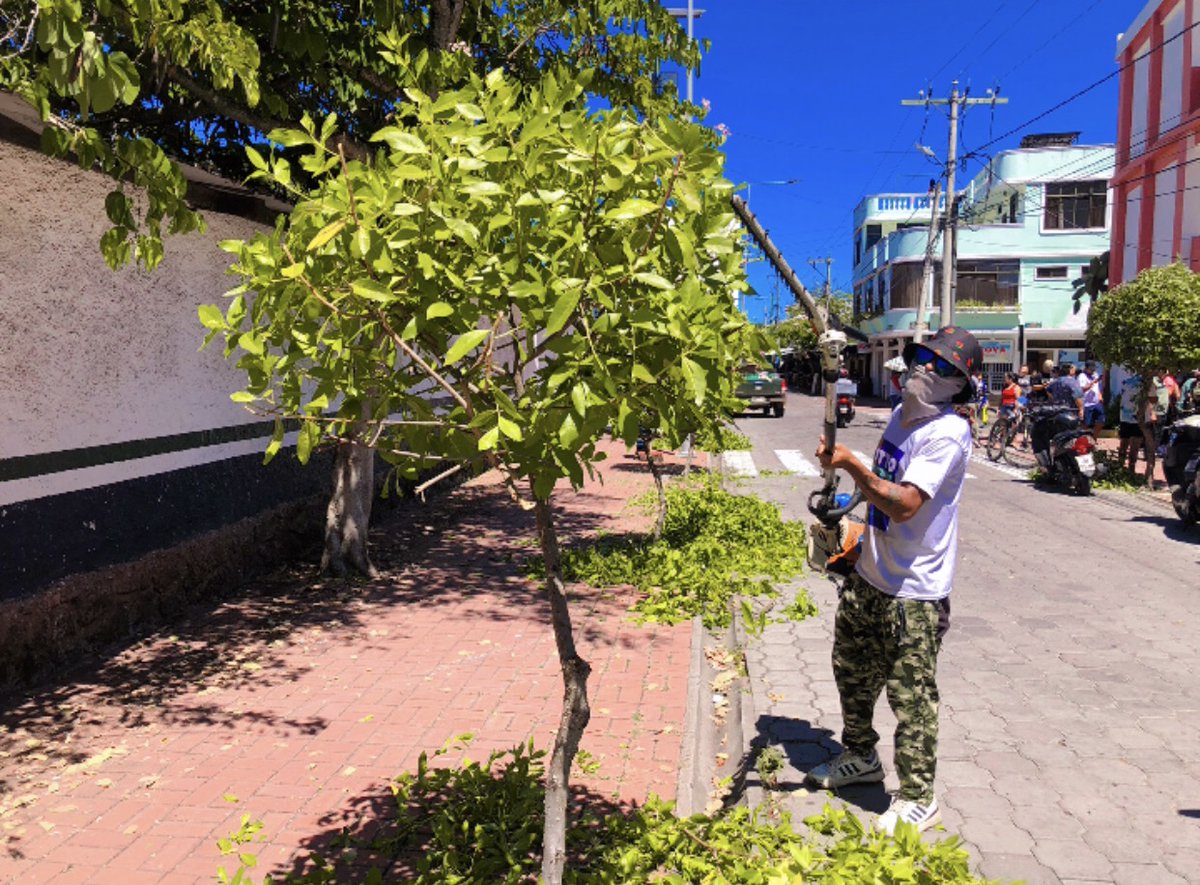📷 Puerto Ayora se mantiene verde y limpio gracias al trabajo de todos 📷
Nuestro equipo municipal continúa realizando mantenimiento en el ornato de Puerto Ayora, con la poda regular de árboles en aceras y parterres; y en las jardineras públicas. 
#AlcaldesaFannyUribe