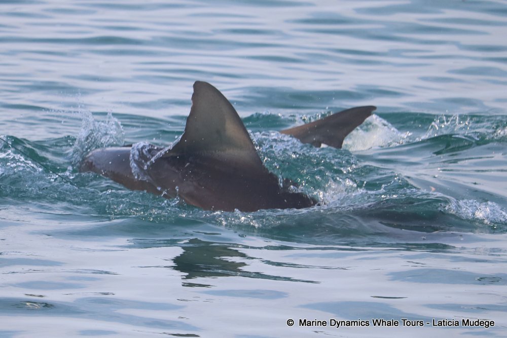 #WildlifeWednesday throwback to our last trip at sea — and wow, what a ride!

Humpback dolphin, bronze whaler, stingray, Bryde’s whale… then a sea turtle, breaching sunfish &amp; hammerhead shark! 

The ocean truly delivered.
👉 bit.ly/2M9uMr2
#MarineBig5