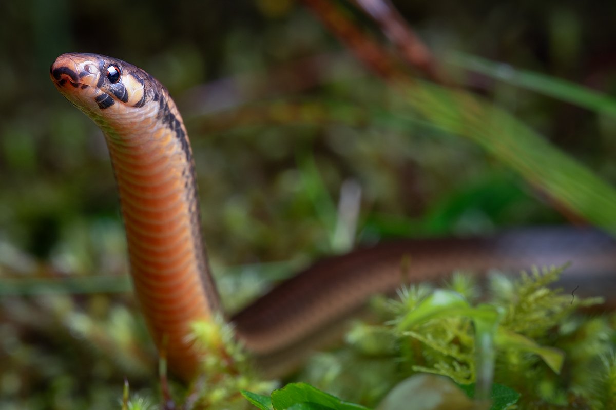 Khamai Foundation (@khamai_bio) on Twitter photo Special thanks to Sam Schenker and Phillip Hong-Barco for helping <a href="/khamai_bio/">Khamai Foundation</a> document the incredible #reptile #biodiversity of the #ArlequinReserve, including this Centipede #Snake (#Tantilla fraseri). 🐍
More at 👉khamai.bio Special thanks to Sam Schenker and Phillip Hong-Barco for helping <a href="/khamai_bio/">Khamai Foundation</a> document the incredible #reptile #biodiversity of the #ArlequinReserve, including this Centipede #Snake (#Tantilla fraseri). 🐍
More at 👉khamai.bio