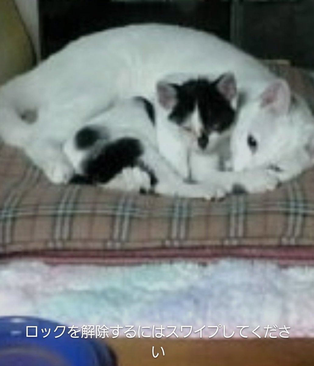 スマホを手にすると
タマさんとフーちゃんがいつもいる