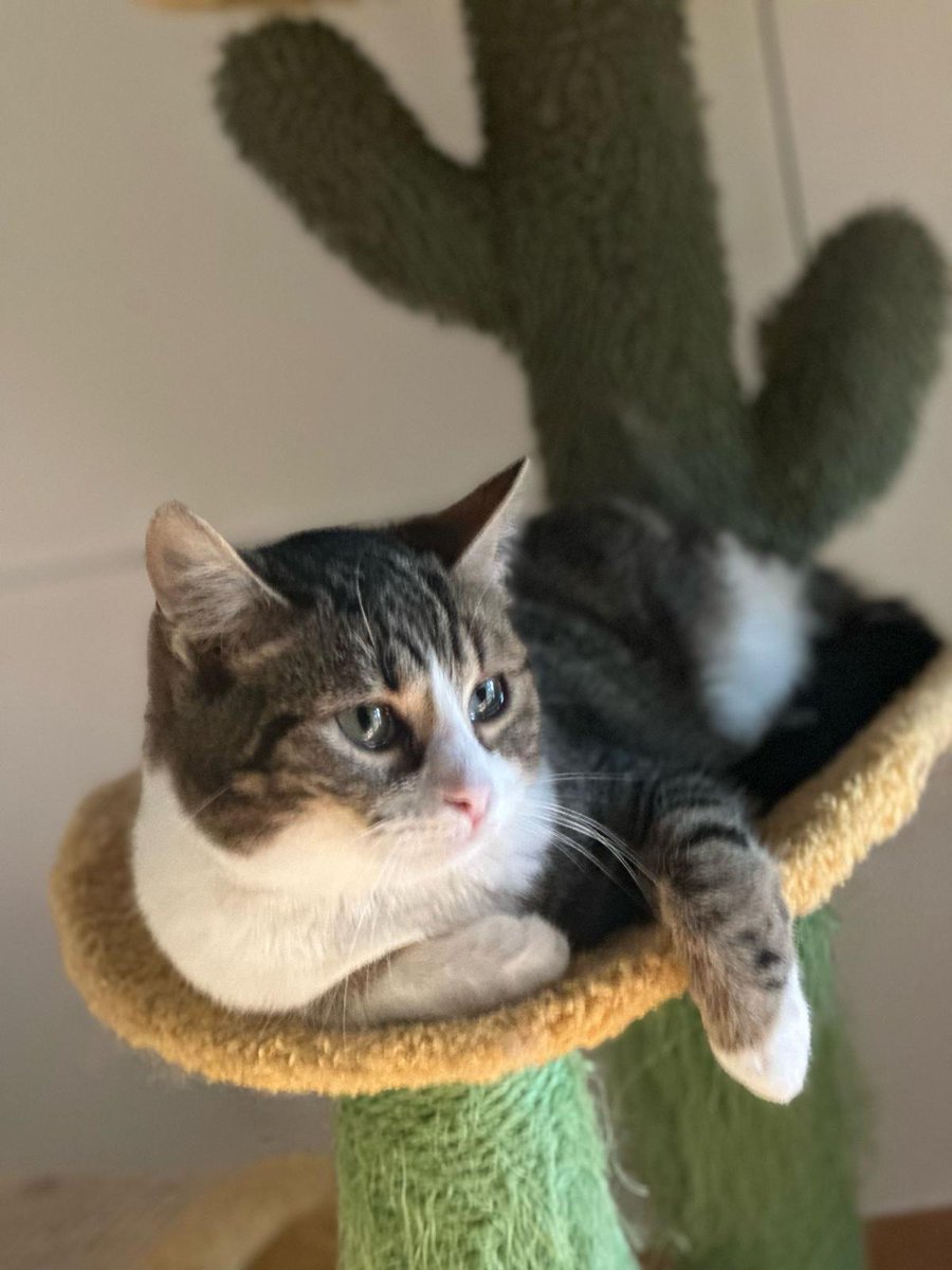 ✘ Anapplejack ✘ ‏ tweet media