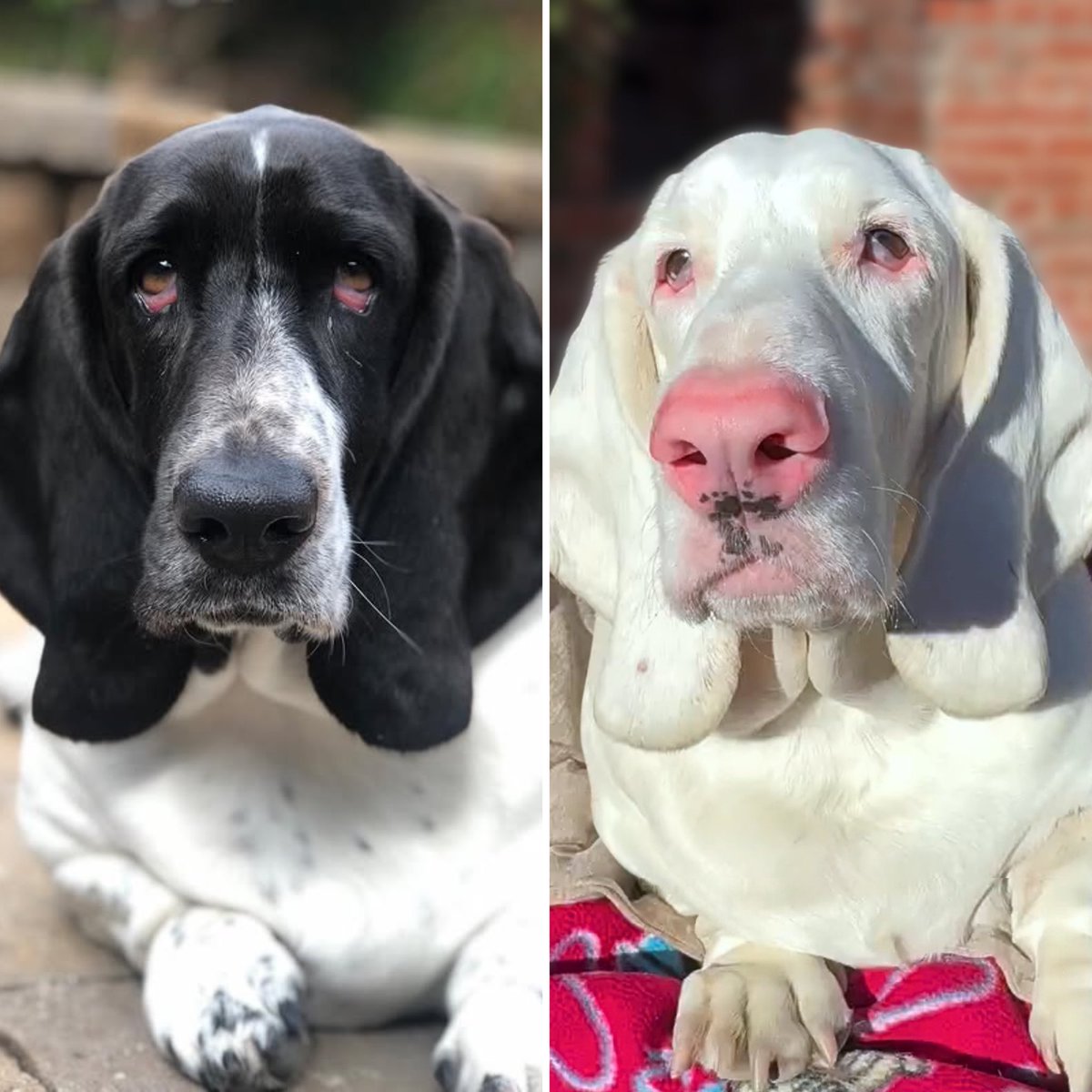 This is Dot. She has vitiligo, a rare genetic condition that causes skin and fur to lose pigment over time. Her transformation started just before her 3rd birthday, and by her 6th birthday she was completely white. Fortunately, vitiligo does not pose health risks to dogs, and Dot