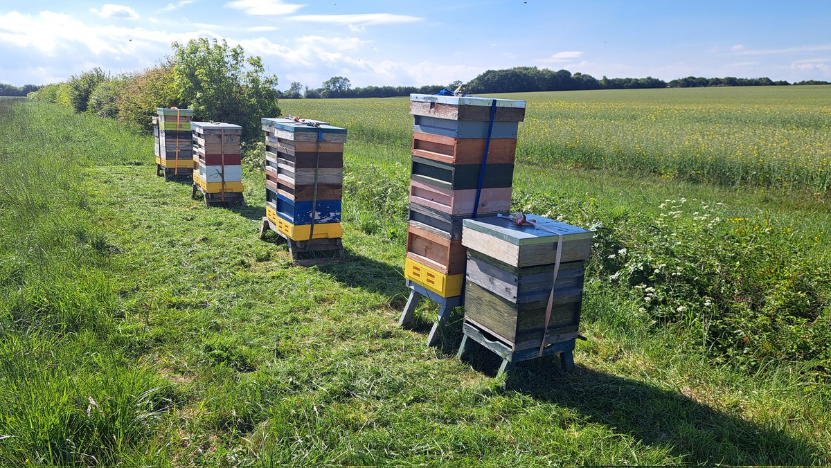 Grass cut ahead of pulling duper fof extraction of spring honey. Got yo do this quick as honey from OSR crystalises quickly
#davidthebeefarmer