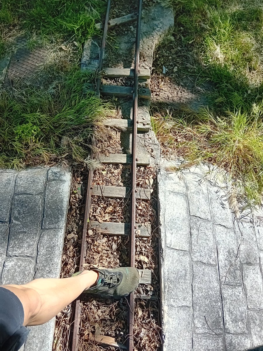 парусная ящерица tweet media