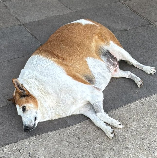 _fleipe's tweet image. 2025 eu sei que você me prometeu ser intenso, mas vamo com calma não to segurando não