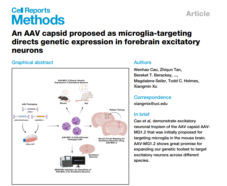 UCI_NeurCircuit's tweet image. We are excited to share our latest publication in @CellRepMethods
An AAV capsid proposed as microglia-targeting directs genetic expression in forebrain excitatory neurons
Full Article Here: cell.com/cell-reports-m…