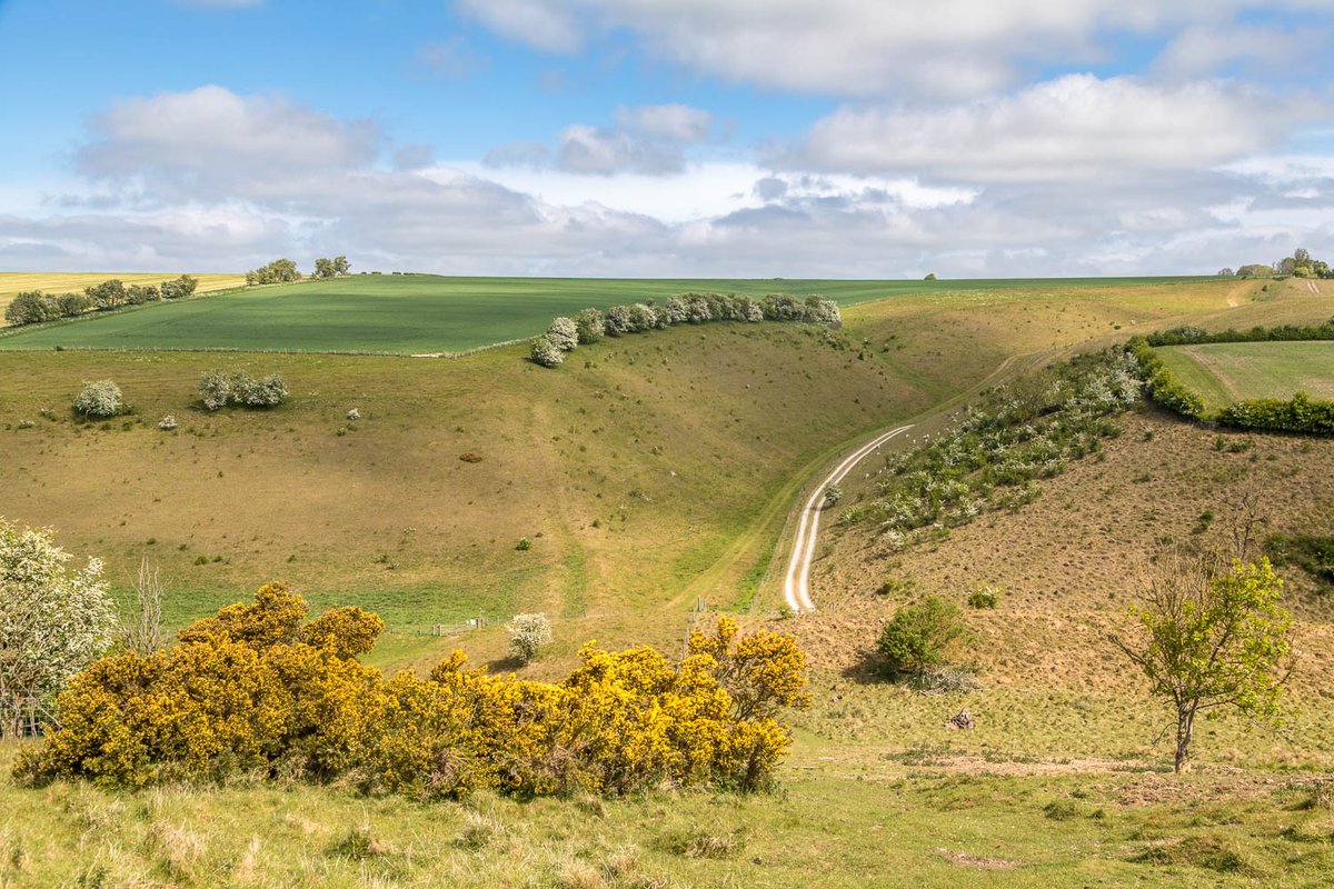 Classic dry chalk valleys of the Yorkshire Wolds on today's walk from Thixendale