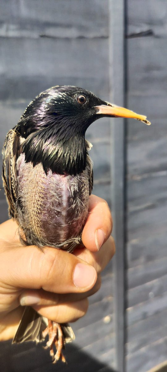 West Midlands Ringing Group tweet media