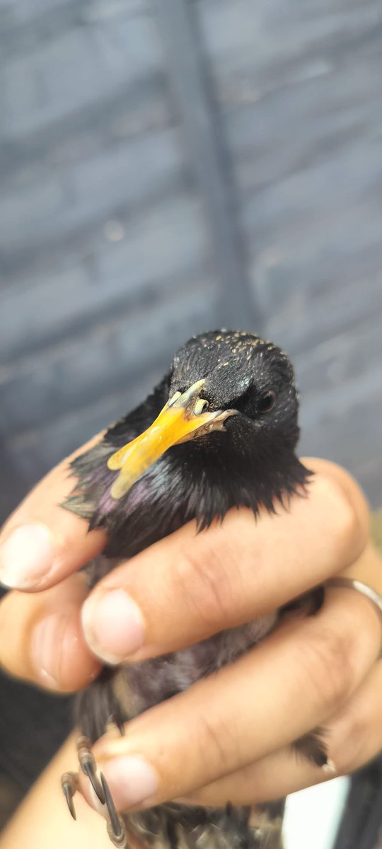 West Midlands Ringing Group tweet media