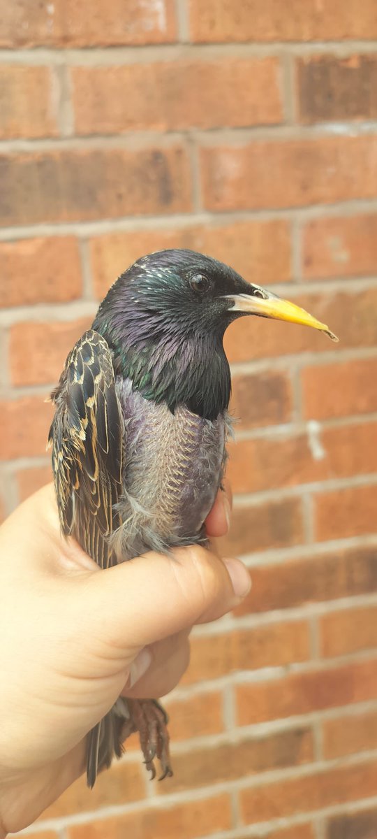 West Midlands Ringing Group tweet media