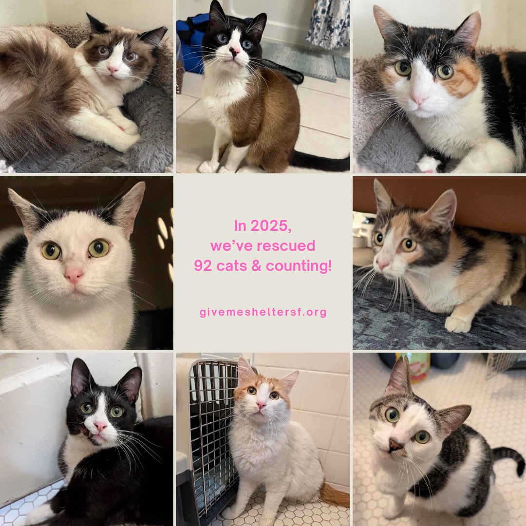 Meet our new rescues
Donut: 1-year-old Ragdoll boy
Gizmo: 3-year-old snowshoe boy
Midna: 8-year-old calico girl
Mikasa: 2-year-old white and black girl
Easter: 8-month-old calico girl
Nemo: 1-year-old tuxedo boy
Grace &amp; Winston: 1-year-old bonded tripod 
givemesheltersf.org/contribute.php