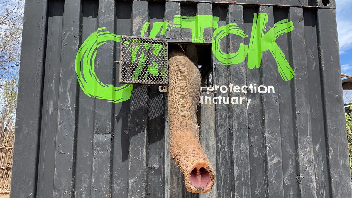 CorresponsalsMX's tweet photo. ¡LO NUNCA ANTES VISTO!
🔴👉SACAN A 700 🐘🐅ANIMALES DE SU HABITAT EN #SINAOA POR #VIOLECIA EXTREMA 
fue anunciado el cierre del Santuario #Ostok que albergaba a los cientos de ejemplares, entre ellos #elefantes, #leones, #tigres, #jaguares, #antílopes, #primates y aves exóticas, y son trasladados a un nuevo hogar en #Mazatlán debido a la violencia que se ha apoderado del estado.
La lucha entre los dos grupos #lachapizza y #lamayiza del Cártel de Sinaloa #CDS ahora rivales no solo ha acabado con miles de vidas, cierre de negocios, secuestros, balaceras, robos, ahora ya llego a los lugares familiares.
#estados @rochamoya_ #violencia