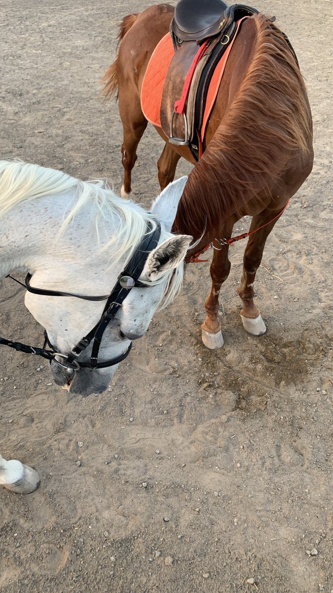abdu_lha's tweet photo. #خيل إنطفاء بعض المشاعر رحمه " https://t.co/VcAmIoEMYm
