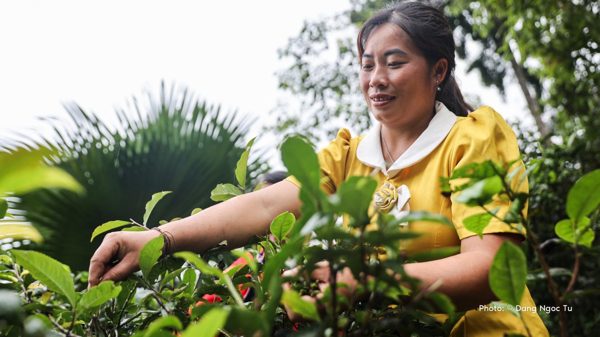 Development Canada (@canadadev) on Twitter photo Hung Thi Dạng is brewing opportunity for marginalized ethnic minority women in Ha Giang, Vietnam. Working with @CareCanada and Canada, she turned tradition into a thriving tea business, helping women gain #FinancialFreedom and support their families. 🍵
<a href="/CanEmbVietnam/">Canada In Vietnam</a> Hung Thi Dạng is brewing opportunity for marginalized ethnic minority women in Ha Giang, Vietnam. Working with @CareCanada and Canada, she turned tradition into a thriving tea business, helping women gain #FinancialFreedom and support their families. 🍵
<a href="/CanEmbVietnam/">Canada In Vietnam</a>