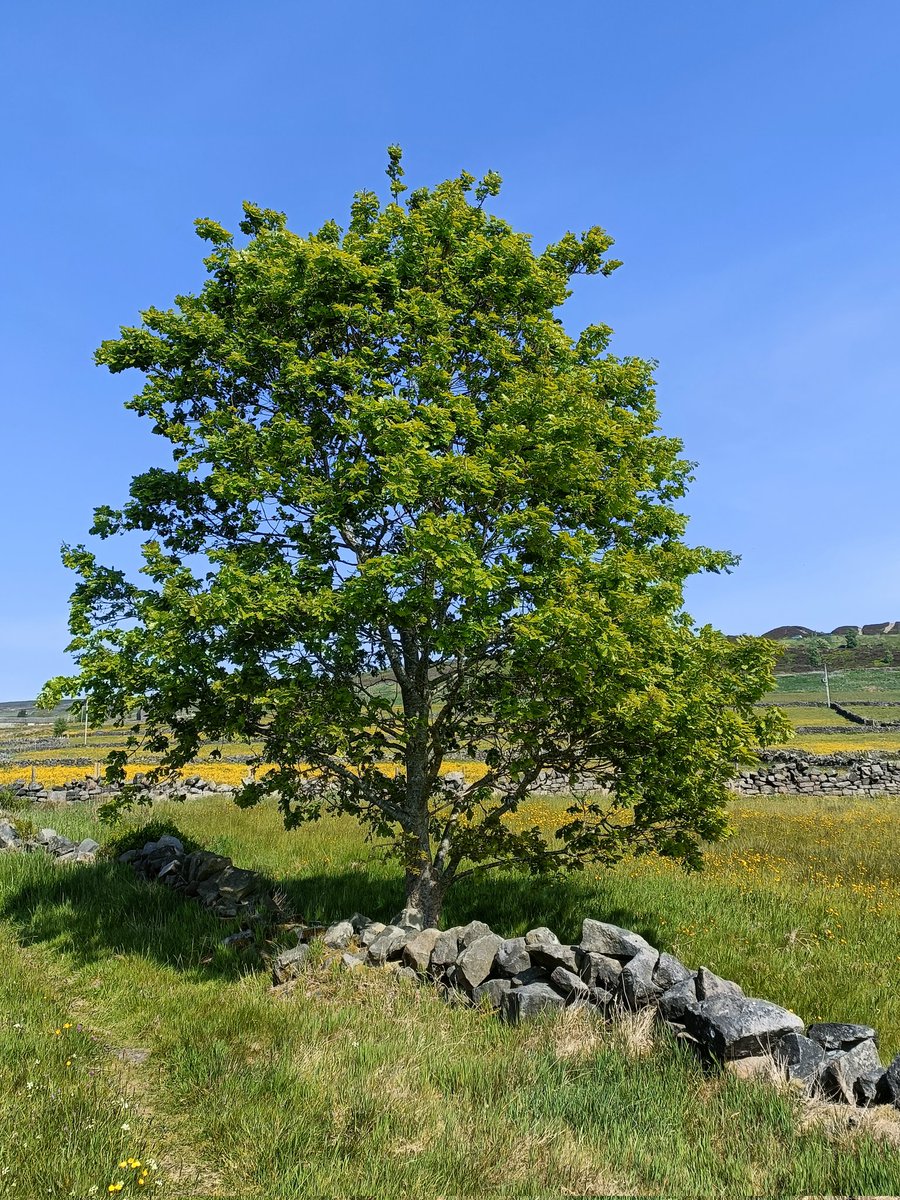 Sarah Corbett tweet media