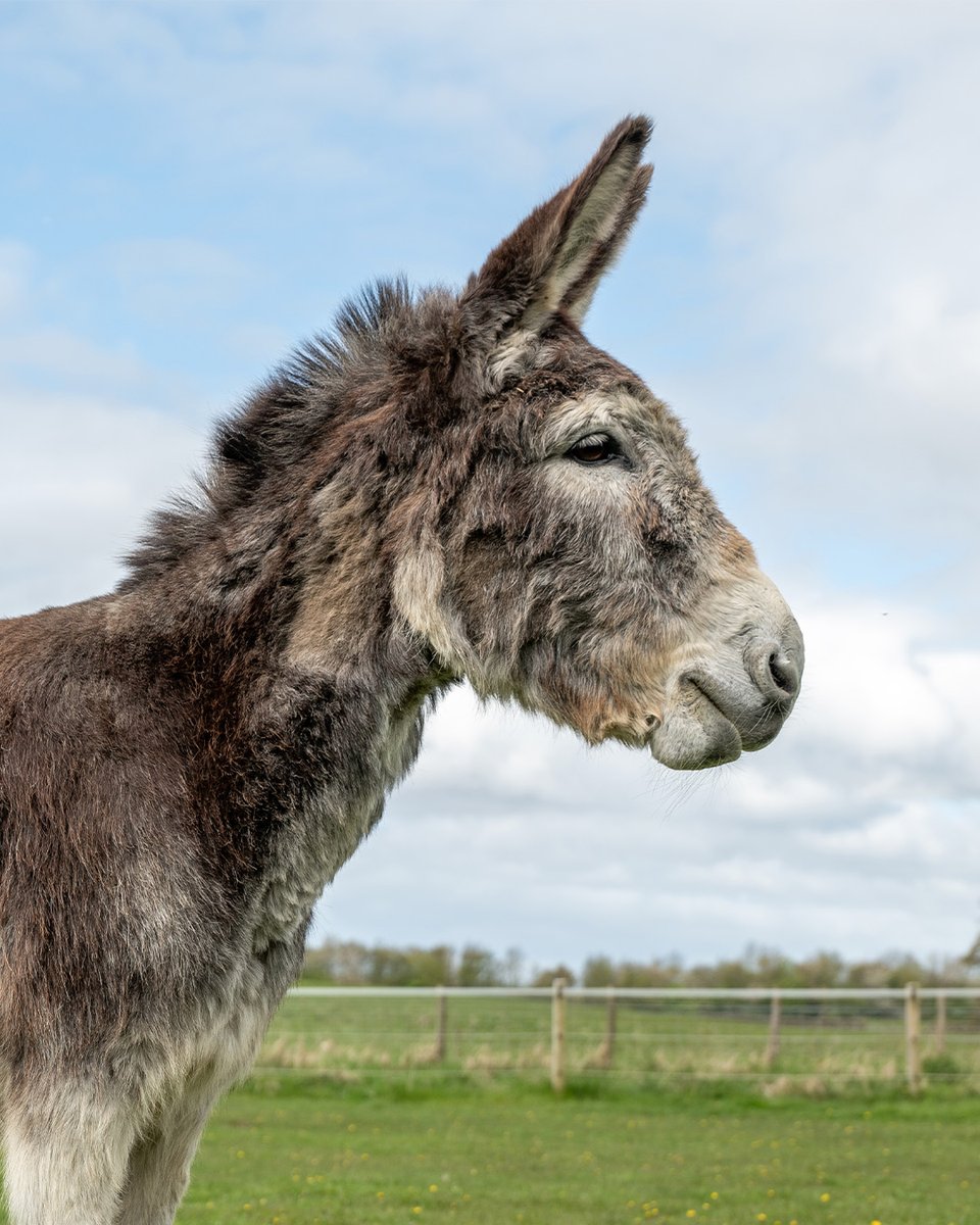 Playful Tat loves carrying around his toys and can often be found playing tug of war! ❤️

Adopt this fun-loving boy for yourself or a loved one from £3 a month ➡️ bray.news/4mdBlWX