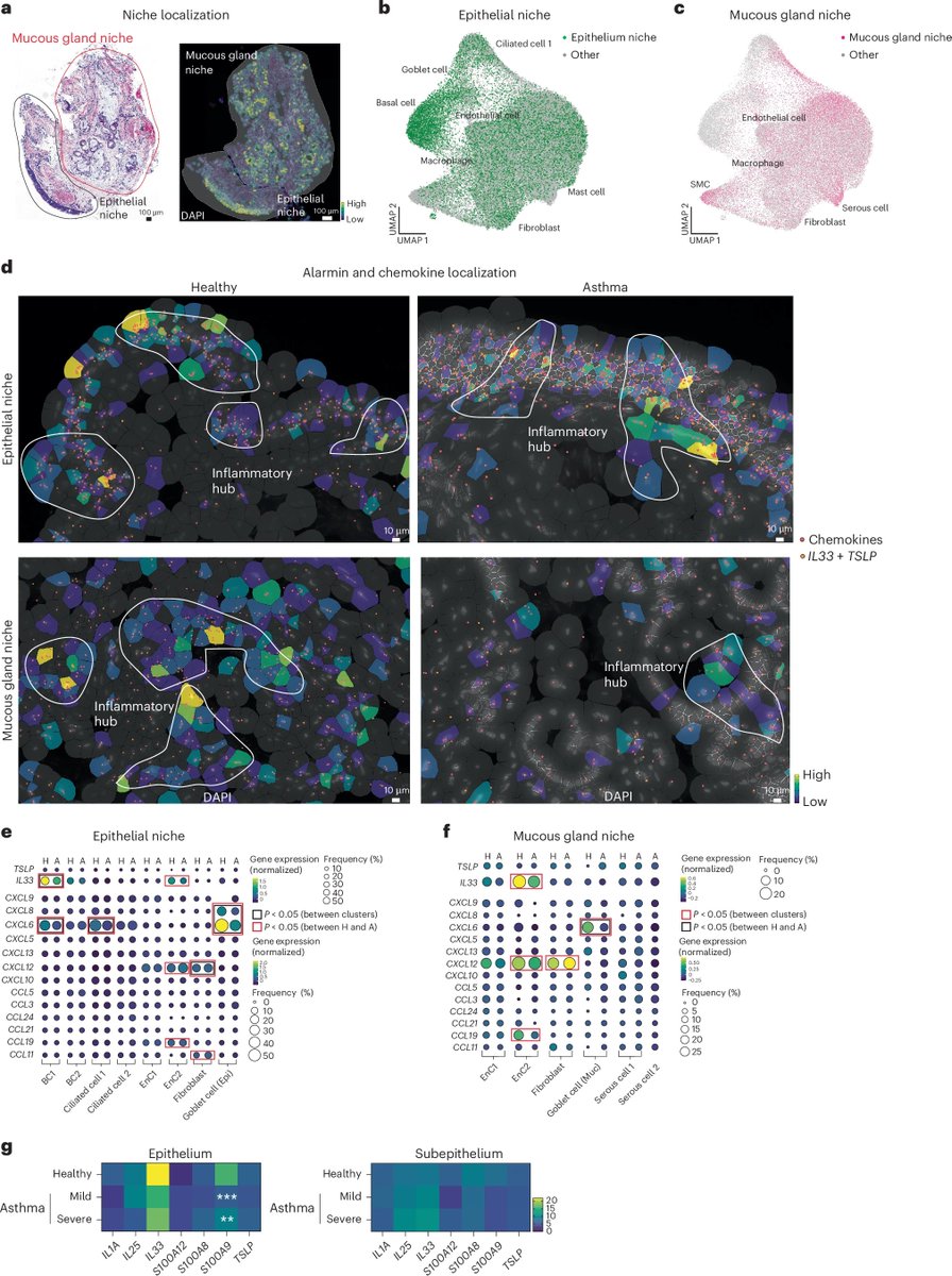 Waggoner Lab (@labwaggoner) on Twitter photo A single-cell spatial chart of the airway wall reveals proinflammatory cellular ecosystems and their interactions in health and asthma
nature.com/articles/s4159…
<a href="/NatImmunol/">Nature Immunology</a> <a href="/RegisJoulia/">Régis Joulia</a> <a href="/lloyd_lab/">Lloyd Lab NHLI</a> A single-cell spatial chart of the airway wall reveals proinflammatory cellular ecosystems and their interactions in health and asthma
nature.com/articles/s4159…
<a href="/NatImmunol/">Nature Immunology</a> <a href="/RegisJoulia/">Régis Joulia</a> <a href="/lloyd_lab/">Lloyd Lab NHLI</a>