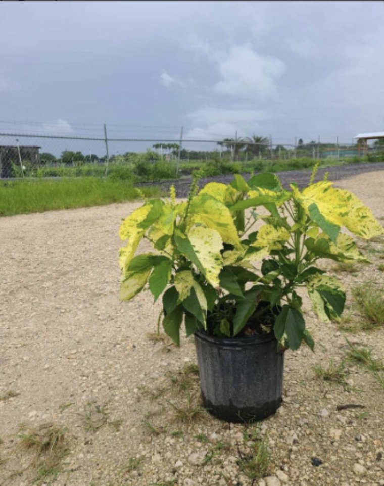 smartyplantsnur's tweet image. Copperleaf – Acalypha Wilkesiana ‘Java White’

Available in 3 and 7 gallons.

Order here - smartyplantsnursery.com/product/copper…

#copperleaf #acalyphawilkesianajavawhite