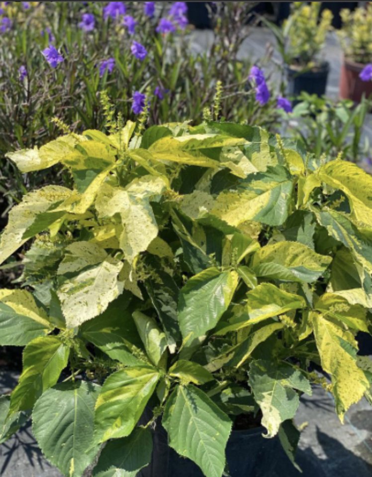 smartyplantsnur's tweet image. Copperleaf – Acalypha Wilkesiana ‘Java White’

Available in 3 and 7 gallons.

Order here - smartyplantsnursery.com/product/copper…

#copperleaf #acalyphawilkesianajavawhite