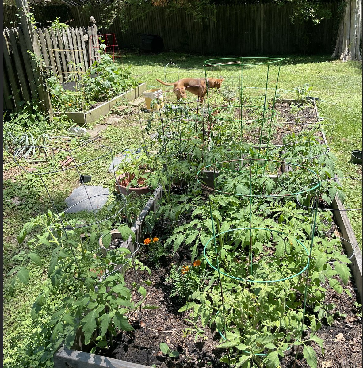 26 tomato plants into the season 🤘