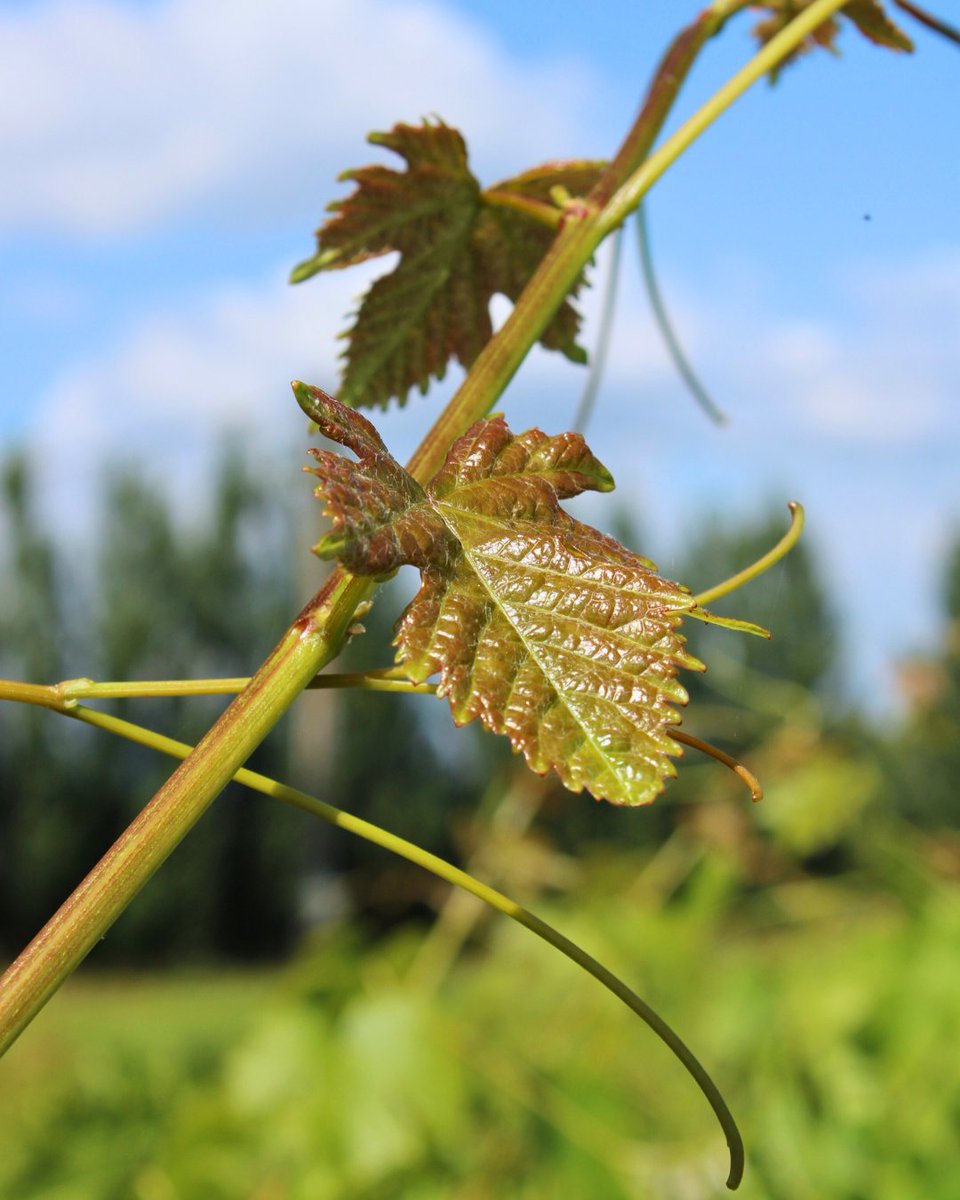 🍇 Vitipep's accompagne ses adhérents grâce à notre logiciel OPATHEQUE spécialement développé pour aider les pépiniéristes viticoles dans la traçabilité de leurs prospections annuelles ! 

#Vitipeps #pepiniereviticole #greffesoude #plantfrancais #frenchvineplant #vinenursery