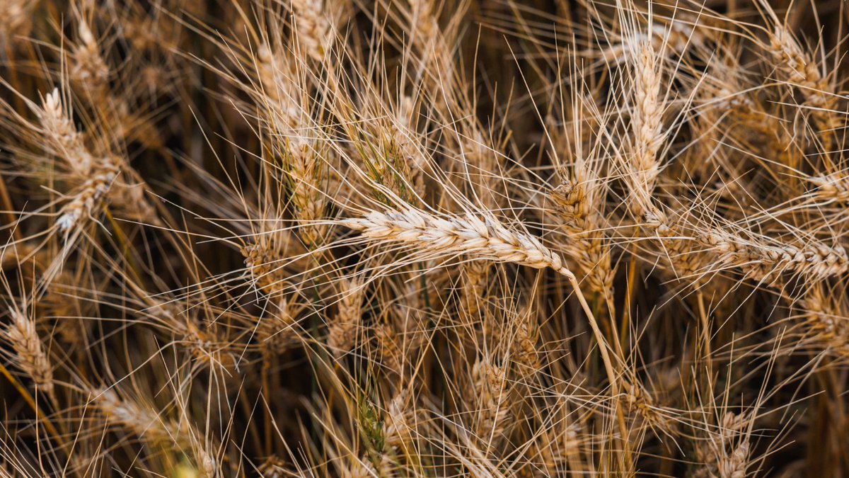 🌾 Our @terrainag grain analysts took a look at the May 2025 WASDE Report and broke it down for you.🌾 Read their 2025/2026 outlooks for corn, soybeans and wheat. 📈

🔗 brnw.ch/21wSPjI

@bbaatz1983