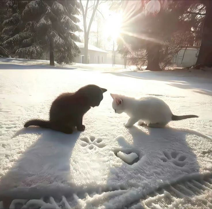 cats.jpg (@catsdotjpg) on Twitter photo 