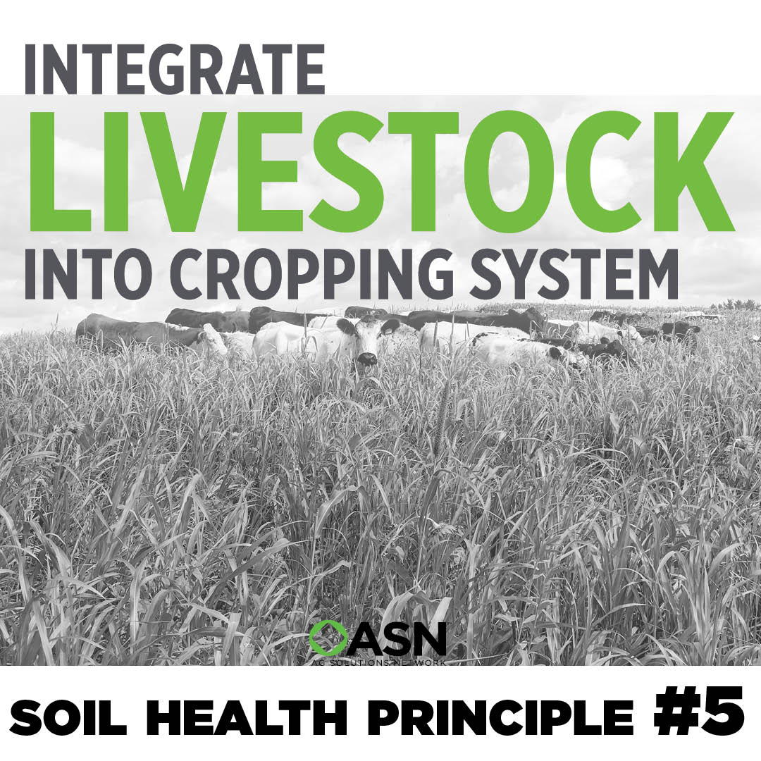 What would it look like if you let sheep, goats or cattle graze down your cover crop? You don't even have to own the stock. Let the neighbor's herd come over or find a grazier near you here: lnkd.in/gMU-gNbJ. 
Grazing livestock on cropland improves soil health.