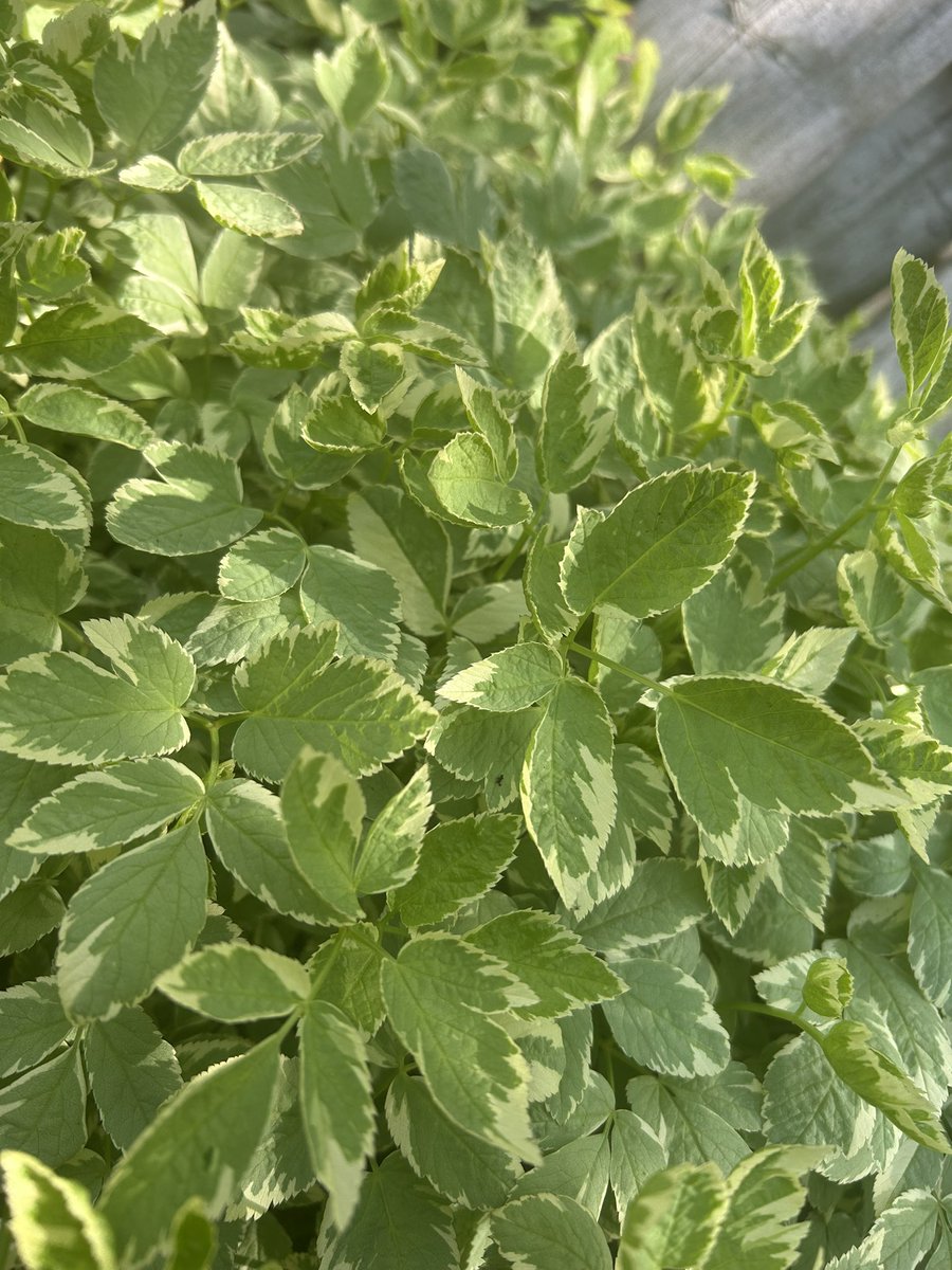 . (@fawnilus) on Twitter photo 