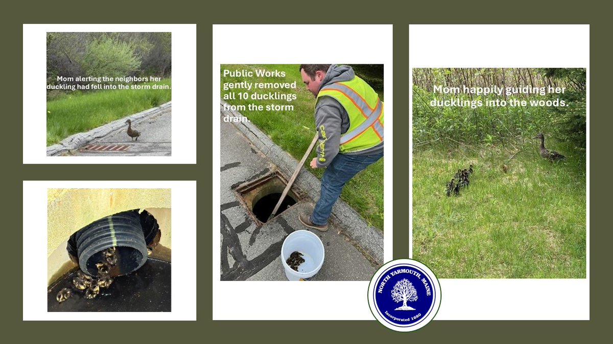 Duckling Rescue 🦆Today we received a call from a concerned resident about a mother duck who had alerted them that her 10 ducklings had fallen into a storm drain.  Our PWD responded to the call &amp; carefully removed all 10 from the drain &amp; reunited them with their Mom. #NYTeam