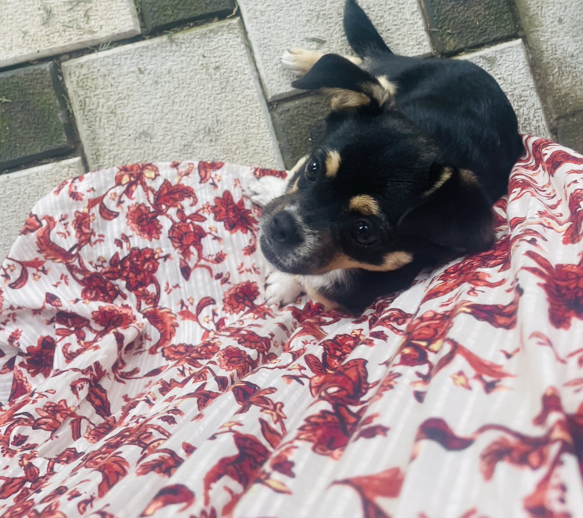 OneDaySOL's tweet image. No words needed 🥹♥️

They don’t speak, but somehow they say everything. 
One look, and you get it.

He doesn’t let me go ♥️

#DogsKnow #SilentConnection #RealOnesFeel #NoWordsNeeded #ThatLook