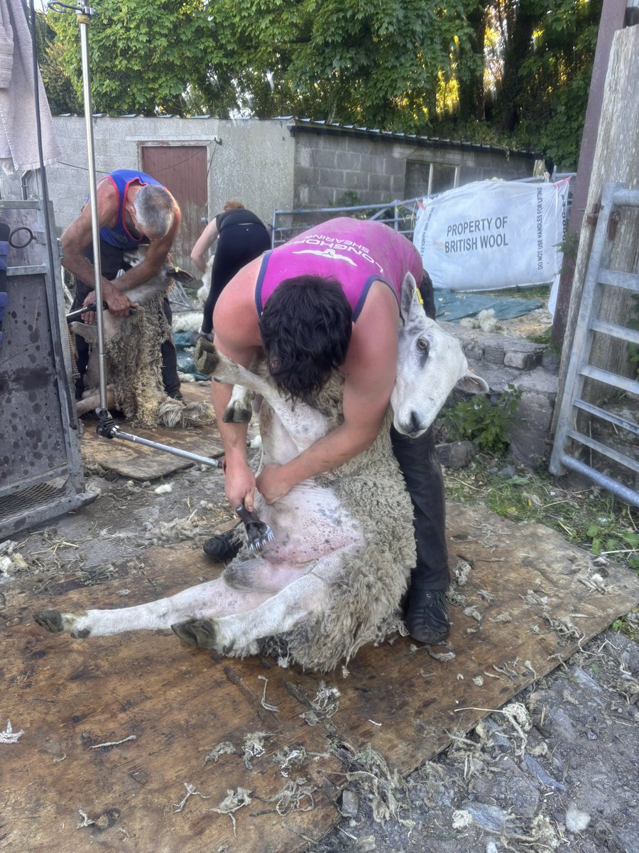 ManxShepherdess's tweet photo. Tups shorn today. Some nice Bluefaced Leicester #fleeces, the finest #britishwool. https://t.co/uYPktmSE5S