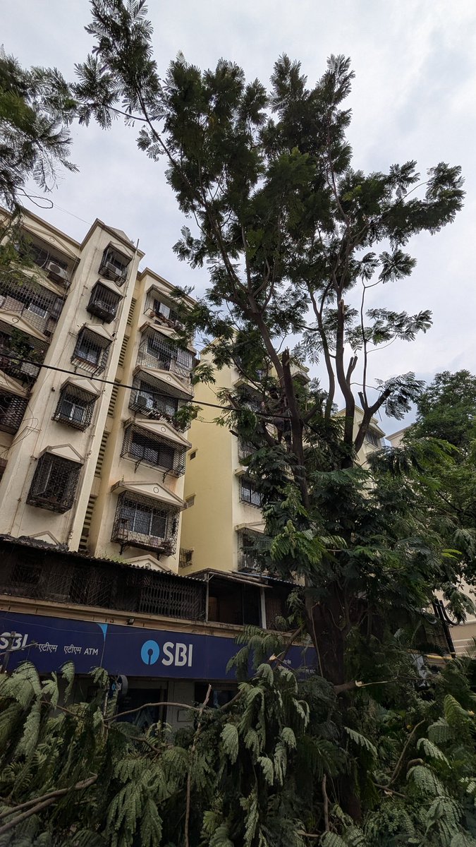 <a href="/mybmc/">माझी Mumbai, आपली BMC</a> This is brutality, not pruning. Untrained workers hacked trees bare with zero supervision.Shameful, reckless &amp; destructive. Who’s accountable for this massacre? #StopKillingTrees #BMCWakeUp 🌳💥 <a href="/sanjayjaiswal85/">Sanjay Jaiswal</a> <a href="/AtulBhatkhalkar/">Atul Bhatkhalkar</a> <a href="/mybmcWardRS/">Ward RS BMC</a>