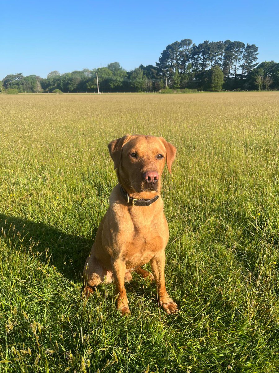 TPD Harry successfully passed his specialist course last week to become <a href="/dorsetpolice/">Dorset Police</a>’s latest specialist dog; joining his crew mate, PD Zeke out on the streets.

As you can see, he’s gone from a carefree pup to quite the handsome gentleman, well done PD Harry &amp; handler 🐾