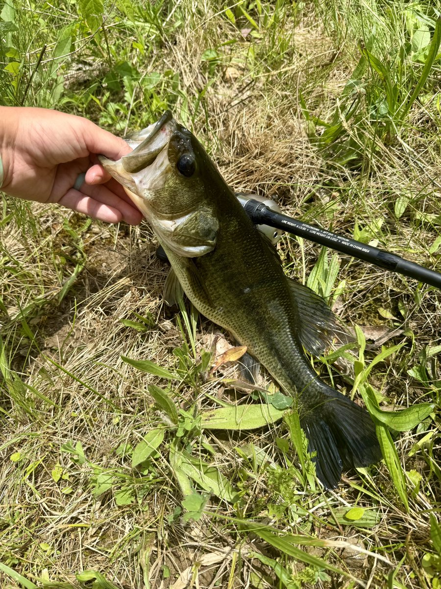 starzhiidefiire's tweet image. Pond fishing 🎣
#girlswhofish #fishinglife #pondfish