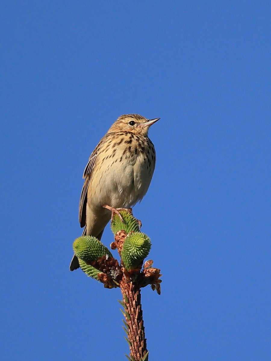 Tree Pipit Dartmoor Soussons area.